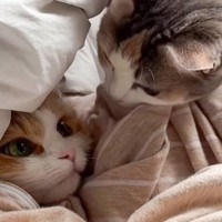 妹猫から隠れたいときに毎回『布団の中に入る姉猫』→納得の"理由"が……「ポンコツをうまく利用してるｗ」「策士だｗ」と73万再生の反響