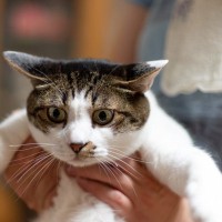 猫に『忘れられがち』な人の特徴5選　猫にしっかり自分を覚えてもらうにはどうすれば？