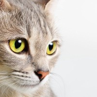 あなたに語りかけている！猫の『目の表情』からダダ漏れる心の声5選