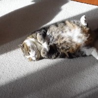 朝のブラッシング後、『日なたに落ちていた猫』→角度を変えて見てみると…可愛すぎる光景に「けしからん！」「キュンとしました」と悶絶の声