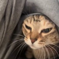 飼い主さんが布団をめくると、猫がでてきて…幸せあふれる『日常のワンシーン』が癒されると250万再生「ブルッが可愛い」「いい音」