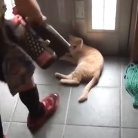 外に出たい猫を『巧妙にかわす小学生の息子』→８年後になると……「歴史が見られて感慨深い」「声だして笑った」と反響続々！