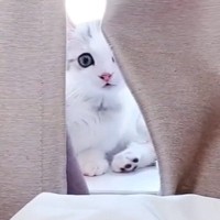 『生後２か月の子猫でも人間の言葉を理解できる？』検証してみた結果が……"尊すぎる反応"に「可愛いいぃぃぃ」「たまらん」と13万再生の反響