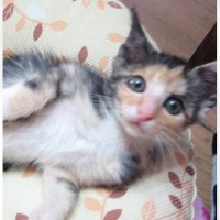 『瞳がきゅるきゅるの三毛子猫』が15年後……完全に別の猫みたいな"現在の姿"に「な、何があったんだ…」「タレ目は？ｗ」と驚きの声続出