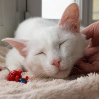 猫の『老いの入口』を示す兆候7選　見た目や行動、どう変化してくる？