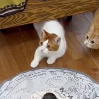 おもちゃに夢中になっていた猫たち→『来客の存在を思い出した』次の瞬間…まさかの反応が113万表示「ふと我に返る瞬間が可愛い」「笑った」