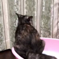 猫がトイレでウンチをした後に『向かった先』が…見たことなさすぎる『衝撃の光景』が46万再生「気使ってるｗ」「気にしてたの？」と爆笑