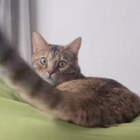 自分から近づいてきたのに…猫のしっぽに髪の毛が当たると→まさかの『理不尽すぎる対応』が27万再生「猫様だから仕方ない」「猫様は神様」