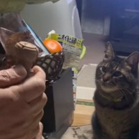 ワインを開けようとする主人を『見守っている猫』→蓋が開いた次の瞬間……「ドキドキしたｗ」「見守ってるの可愛い」と61万再生の反響
