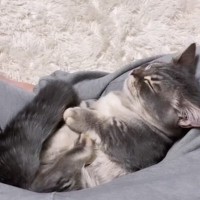 パパの脚の隙間で『熟睡していた子猫』→名前を呼んでみたら…まさかの"反応"に「寝てるのにｗ」「天使だね」と笑顔になる人続出