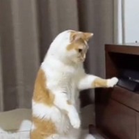 『プレステの前にいる猫』の行動を見守っていたら…衝撃的すぎる瞬間が252万再生「取り方激しくてツボったｗ」「猫かどうかも怪しい」