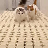 大量の紙コップのなかに『猫のおやつ』を隠してみたら…まさかの光景に爆笑する人続出「何とかしてって訴えてるｗ」「めっちゃおもろいｗ」