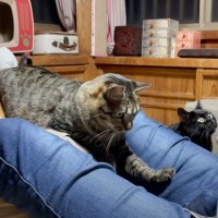 パパがゲームをしていたら、猫と犬に囲まれて…リアルな『ハーレム状態』が羨ましすぎると23万再生「めっちゃ幸せな時間」「ヨダレ垂れた」