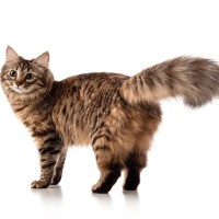 『猫ふんじゃった症候群』って何？しっぽにまつわる危険な症状、重大な障害が残ることも