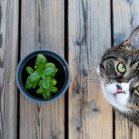 猫に与えてはいけない『危険なハーブ』4選　猫草と間違って誤飲した場合の対処法も