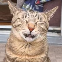 同居猫のおしりのニオイを嗅いだ次の瞬間…思わず吹き出す『笑撃のリアクション』が123万再生「相当臭かったんだｗ」「余韻長めのいい顔ｗ」