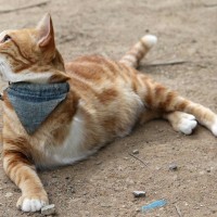「3本足の天使たちが、飼い主に幸せを運ぶ」特別な猫たちと暮らす人々の証言