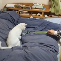 ５日ぶりに帰省してきた長女→猫じゃらしを使用すると…思わず笑っちゃう光景が11万再生「あきらかに匠の域」「幸せな家族でほっこり」