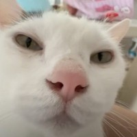 『甘えん坊モード』全開の猫を甘やかした結果…『幸せすぎる』光景に「幸福な気分になる」「ストレス軽減されてゆく…」と絶賛の声