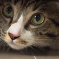 猫が突然『異様な声で喋りだした』かと思ったら…とんでもない『笑撃発言』が41万再生「ミトコンドリアで吹きだしたｗ」「ガーンガニ」