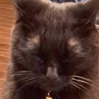 朝早くから登校するお兄ちゃんを『頑張ってお見送りした猫』→次の瞬間……あまりにも"健気な姿"が68万表示「律儀だよね」「かわいいね」