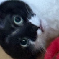 夜中に『真っ暗なリビングから音』がしたので電気をつけたら、猫が……バレたときの"反応"が79万表示「いい表情」「え！？何！？って顔」