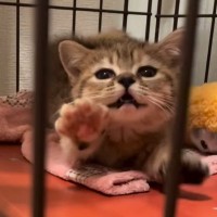 マンチカンの『子猫時代と今』を比べてみた結果…"尊すぎるビフォーアフター"が60万再生「全部可愛い」「パワーアップしてる」の声