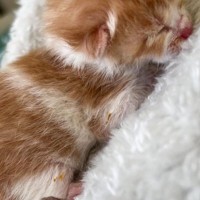 『本当に猫……？』小さすぎて何の生き物かわからなかった子を拾って２年後……思わず感動の"現在"に「よかったああ」「愛の賜物」と反響