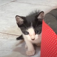 警戒心の強い保護子猫→お家に迎えて４日目になると…飼い主さんに見せた『まさかの姿』が50万再生「もう可愛すぎる」「愛が溢れてて涙」