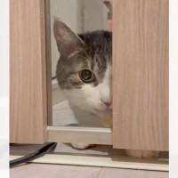 部屋に入りたくてたまらない猫がドアの前で…"思わぬ行動"にニヤニヤが止まらないと13万8000再生「今すぐ抱きしめたい」「可愛すぎ」
