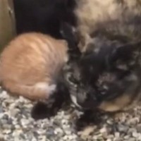 『必ず幸せにする』９年前、母猫が命がけで託しにきた子猫……思わず泣ける『現在の姿』に「感動」「本当に良かった」「ありがとう」と反響