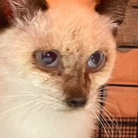 ポツンと雨宿りをしていたガリガリの子猫を保護したら…同じ猫とは思えない『感動のビフォーアフター』が47万再生「凄い！」「涙が溢れた」