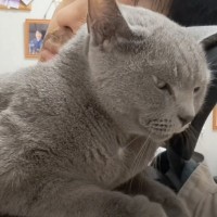 パパの上で甘えていた猫→突然滑って落ちてしまった結果…理不尽すぎる『まさかの反応』が11万再生「理不尽ねこかわいい」「笑っちゃった」