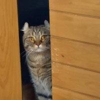 妹猫の『浮気現場』を目撃してショックを受けた様子の兄猫→後をついて行ってみたら…まさかの"奇行"に爆笑の声「切なさが全身からｗ」「面白すぎ」