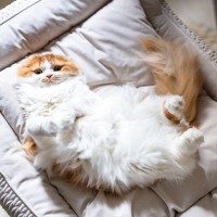 『ポジティブな猫』に見られる特徴4選　メンタル強めのネアカ猫はここが違う！