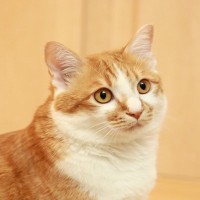 猫はどうやら飼い主を『大きい猫』だと思っている？そう思わせる3つの行動