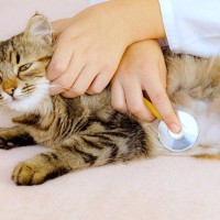 猫の『突然死』はなぜ起きてしまう？4つの恐ろしい原因　何か予兆はある？