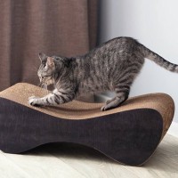 猫が使う『猫用品』のベストポジションとは？猫が快適に利用するための場所を5つのアイテムごとに解説