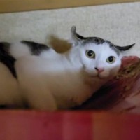 実家に預けた猫→４日後に迎えにいった結果…飼い主を見たときの『思わぬ反応』が泣けると202万再生「寂しかったんだろうね」「可愛すぎる」