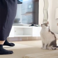 突然のママ不在で『パパと猫がお留守番』…翌日に帰宅すると→微笑ましい光景が癒されると４万再生の反響「ほっこりした」「素晴らしいご夫婦」