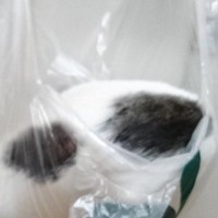 『シンクの上を颯爽と歩く猫』を見ていたら、次の瞬間…笑撃の『情けない姿』が296万表示「すごい瞬間のひとコマ」「過去1笑った」の声