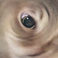 猫が頭を振っている瞬間に撮影した結果…『衝撃の１枚』がすごすぎると122万表示「めっちゃルドン」「RPGのモンスター」の声