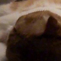 部屋を移動するため眠っている猫に声をかけた飼い主→『全く反応が無くて』……「怖い怖い」「生きた心地がしない」と88万再生の反響