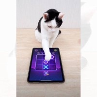 賢すぎる猫とタブレットを使用して『マルバツゲーム』をした結果…驚きの光景が296万再生「ちゃんと遊べてて凄い」「速いし天才だ」
