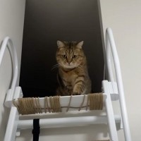 毎日お出迎えをしてくれる猫に『浮気がバレた』結果…想像を超えてくる『まさかの反応』が３万再生「表情がすごい」「めっちゃかわいい」