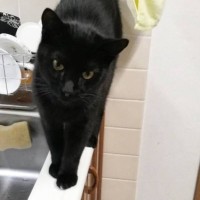 『ペットシッターさんから送られてきた猫の様子』を見てみたら…まさかの瞬間が217万表示「漫画みたいな展開ｗ」「リアル即落ちｗ」と爆笑