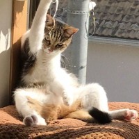 『窓辺でカッコいいポーズをしている猫』かと思ったら…まさかの状況が146万表示「試合終了後の風景」「助けろって顔可愛い」と話題に