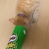 細長いポテトチップスの筒に入ろうと『猫が突っ込んだ』結果…可愛すぎる瞬間が56万表示「耳の激しいピコピコがたまらんｗ」「耳が可愛い」