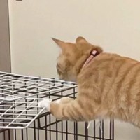 『ジャンプに失敗？』ケージの上に行こうとした途中で猫が…まさかの体勢が面白すぎると85万表示「絶妙なバランスに笑った」「タスケテ…」