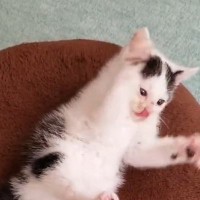 『パタパタ動く時期』って一瞬だよね…子猫時代の様子を見返してみたら→尊すぎる瞬間が110万表示「ずっと見てられる」「反則的な可愛さ」